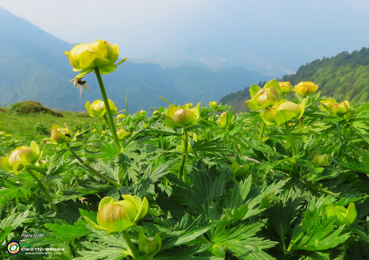 23 Trollius europaeus (Botton d'oro) con ospite.JPG